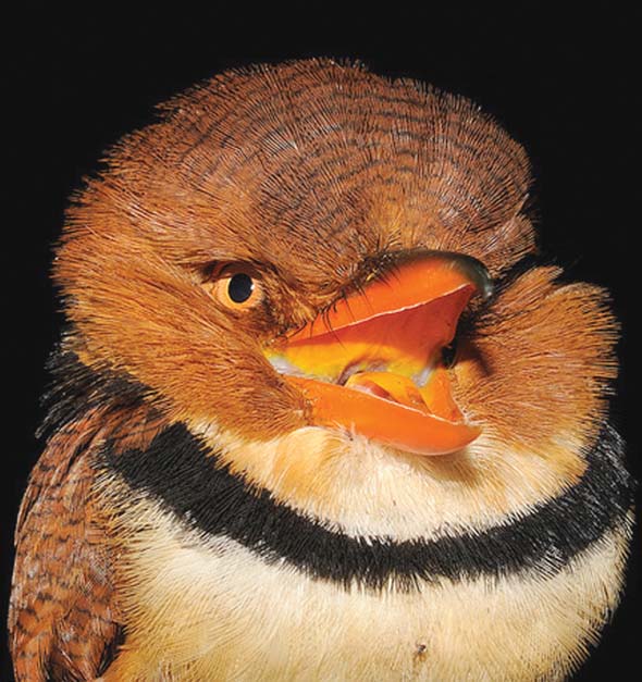 Бурошапочная пуховка (Bucco macrodactylus)