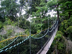 The Iwokrama Canopy Walkway, Iwokrama reserve, North Rupununi, Guyana