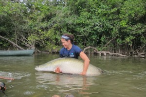 Holding onto a radio-tagged arapaima