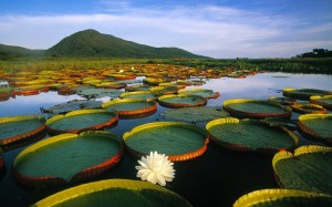 Victoria Amazonica on a river. The flower is white and only blooms at night (opens at dusk, closes by noon); its colour changes when it is pollinated to a pink-purple.