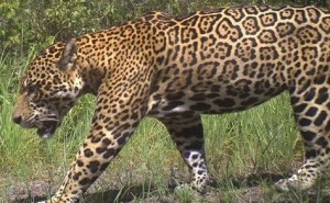 A male jaguar on Karanambu Ranch. It has been seen swimming across the Rupununi river on multiple occasions.