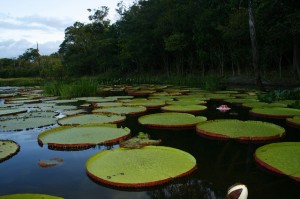 Festooned with the world's largest lily, Victoria Amazonica, the pond also contained the largest freshwater fish in the world, the Arapiama