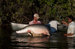 Oliver White of Costa had to use both arms to catch this 200-pound arapaima that had a girth of about 41 inches