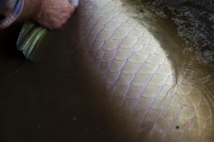 The scales on an arapaima are surprisingly soft, and on a big one, they're about the size of a silver dollar