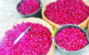 Baskets of sorrel gathered after the last harvest by the Long Creek farmers