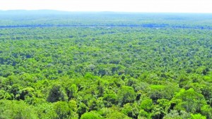 Guyana has kept 99.5 percent of its forests healthy