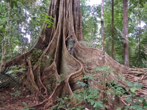 Matt stands between the majestic trunk of this very old tree in Guyana's forest