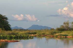 A crane flies above the pond