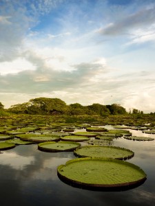 A spectacular spread of Victoria amazonica beautifies the pond