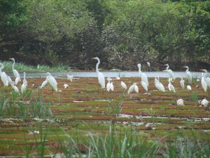 Herons at Buffalo Pond near Karanambo ranch