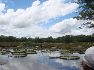 Victoria amazonica lilies at Buffalo Pond