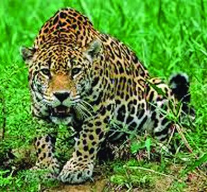 The jaguar is the third largest feline after the tiger and lion. While dense rainforest is its preferred habitat, the jaguar will range across a variety of forested and open terrains. It is strongly associated with the presence of water is notable, along with the tiger, as a feline that enjoys swimming.