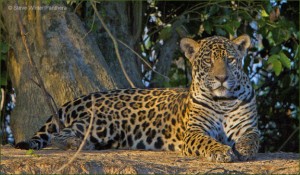 Guyana is one of few places where the jaguar thrives (Photo by Steve Winter)