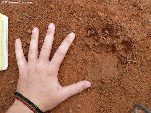 Jaguar's paw print being measured (Photo by Evi Paemelaere)