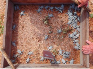 Newly emerged hatchlings from GMTCS' nursery on Shell Beach. Rangers will monitor their progress towards the ocean to ensure they are safe from predators such as birds and mammals.