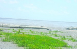 The geotextile project at Victoria, East Coast Demerara. Also visible is some of the spartina grass