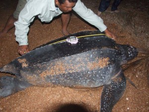 The satellite tag on this turtle's back tracks where it goes around the world. The information collected helps in better conservation planning and management.