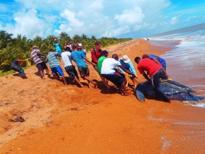 This drowned Leatherback turtle, due to a fishing net, was brought ashore by GMTCS rangers, community members and volunteers for an on-site necropsy (a post-mortem performed on animals)