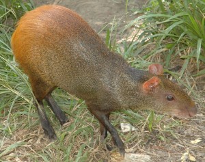 Trinidad and Tobago plans to import wild animals, including agoutis and wild hogs, from Guyana