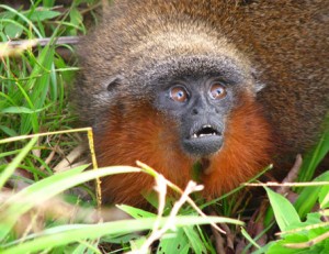 The 'purring' monkey discovered in the Colombian Amazon (Photo by Thomas Defler-WWF)