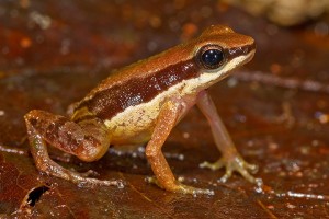 The 'thimble frog' found in Guyana (Photo by Philippe Kok-WWF)