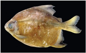 'Vegetarian' piranha found in the Brazillian Amazon  (Photo by Tommaso Giarrizzo-WWF)