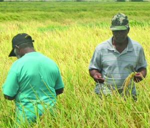 Rice farmers inspecting paddy in a field that was cultivated using the six-point practice