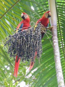 A pair of scarlet macaws feeding on palm fruits