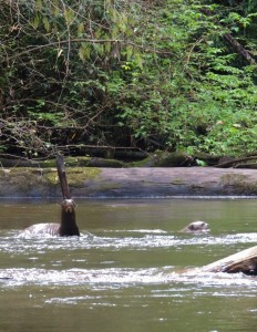 Giant river otters in the creek