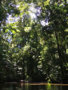 Warm rays of sun shine through the creek canopy