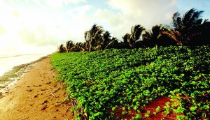 The Shell Beach, Region One 