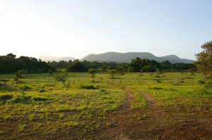 View of the savannah