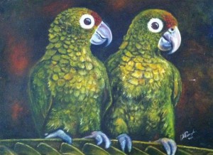 'White eye parrots' (2011)