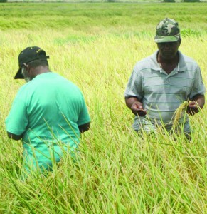 Farmers inspecting their paddy