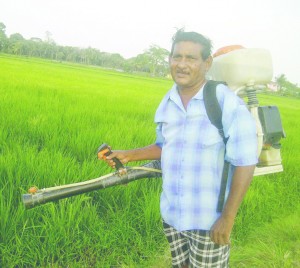 Farmer Sahadeo Sookraj in his rice field, which was not affected by the “heart worm” infestation. He will harvest his crop in mid March