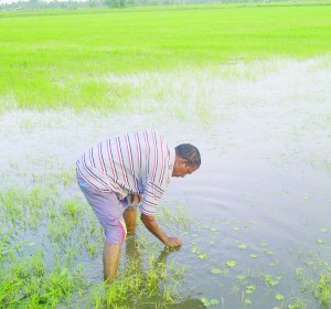 Farmer Bhagwan Parbhu inspecting his field of stunted 20-day-old rice