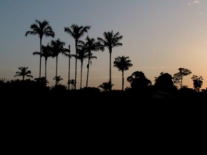 Palms in the sunset