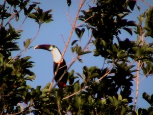 Toucans are one of the easiest birds to spot in Fairview