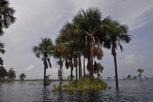 Towering trees in the lake