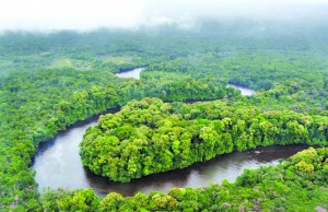 The Kaieteur National Park in Guyana. The rainforest in Guyana is a biodiverse environment because of the large number of species that live in relatively close proximity. Researchers have found that rare species, including the Guyanan tree Pouteria maxima, are fundamental to maintaining balance in biodiverse ecosystems