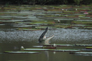 Dramatic emergence of a black caiman in the pond (Photo by inyathi on Flickr)