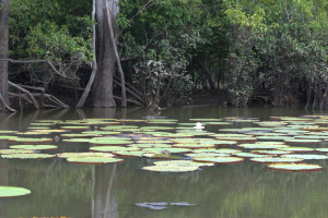 Honey Pond is home to various species of flora and fauna