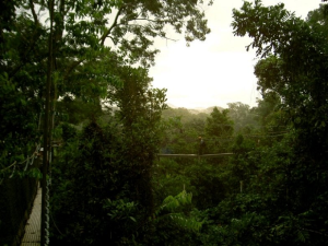 The canopy among the trees