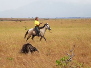 Encountering an anteater. The vast expanse of the Rupununi Savannahs allows for long horse rides through natural wildlife habitats