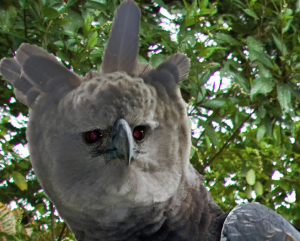 A Harpy Eagle or “flying wolf” in the Iwokrama Rainforest Reserve. The Guyana jungle is not for the faint-of-heart but its almost pristine state is perfect for bird watching