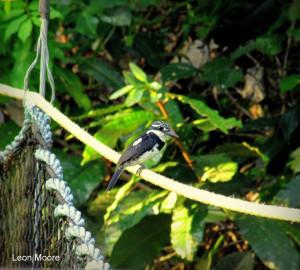 A bird perches on the canopy along the walkway (Leon Moore photo)