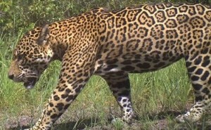 A jaguar walks near Karanambu Ranch, Rupununi. Known as the “Land of the Giants”, Guyana is home to some of the most powerful predators of the rainforest