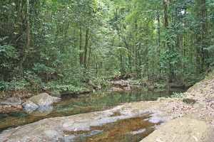 Creek near the Falls (Photo by David Morimoto)