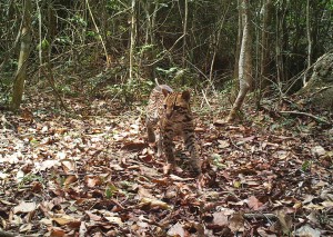 Ocelot captured on camera traps near Yupukari village