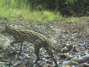 Oncilla captured on camera traps near Karanambu Ranch, Region Nine (Photo courtesy of Panthera)